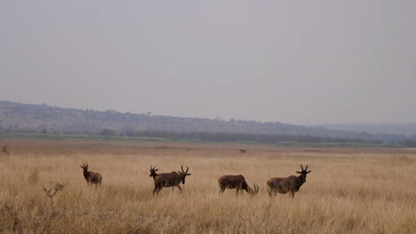 Pferdeantilope-Im-Akagera-Nationalpark,-Ruanda,-Afrika