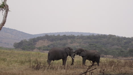 Elefant-Im-Akagera-Nationalpark,-Ruanda,-Afrika
