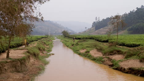 Teeplantage-Im-Ländlichen-Raum,-Ruanda,-Afrika
