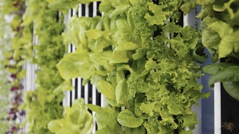 Close-up-of-fresh-leafy-greens-growing-inside-a-container-farm-on-vertical-racks