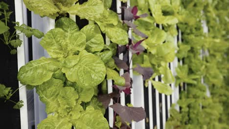 Fresh-produce-growing-inside-a-container-farm,-innovative-technology