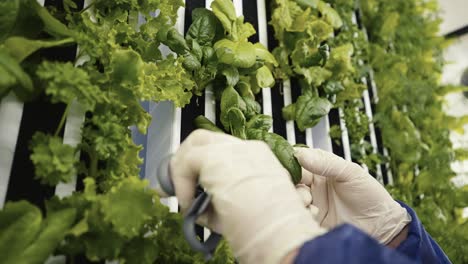 Nahaufnahme,-Während-Ein-Arbeiter-Spinat-Von-Vertikalen-Anbauplatten-In-Einer-Containerfarm-Schneidet