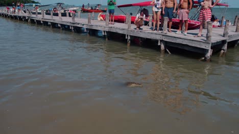 People-Standing-On-Wooden-Bridge-Taking-Photos-For-Crocodile-Alligator,-Riviera-Maya