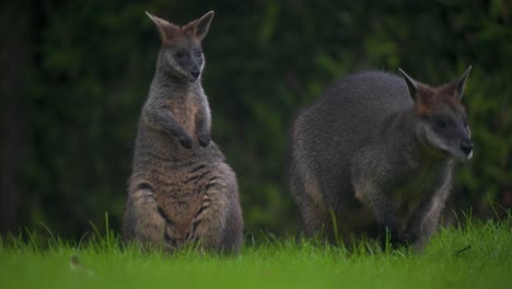 Sumpf-Wallaby,-Das-Sein-Fell-Pflegt,-Das-Zweite,-Das-Auf-Grünem-Gras-Weidet