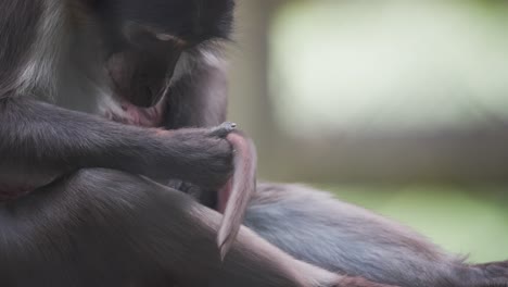 Tiznado-Mono-Mangabey-Madre-Acicalando-La-Piel-De-La-Cola-De-Su-Bebé-Dormido