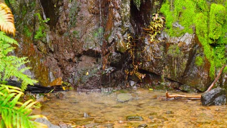 Nature-walks-in-rural-Auckland,-small-waterfall