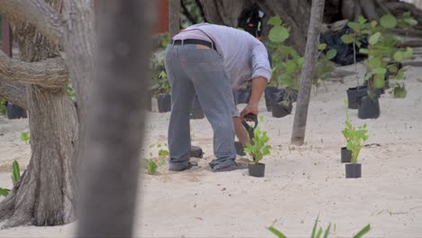 Gärtner-Pflanze-Coccoloba-Uvifera-Eine-Vielzahl-Endemischer-Pflanzen-Aus-Cancun-Im-Sand-Am-Strand