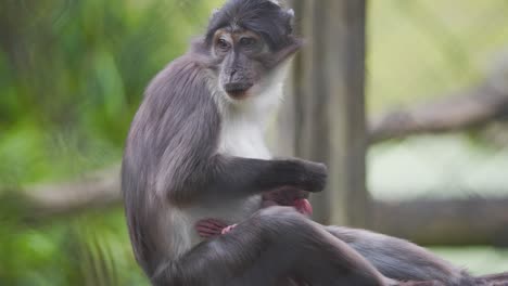 Hollín-Mangabey-Mono-Madre-Acicalando-La-Piel-De-Su-Bebé-Recién-Nacido-En-El-Zoológico