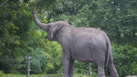 Asian-elephant-in-exhibit-picking-and-swinging-tree-branch-with-trunk