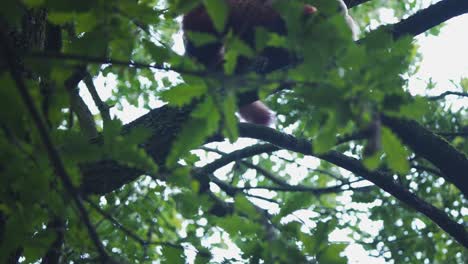 Red-panda-climbing-carefully-on-tree-branches-with-leaves