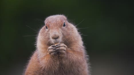 Prairie-Dog-tightly-holding-peanut-in-its-paws-and-nibbling-on-it