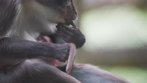 Hollín-Mangabey-Mono-Madre-Recogiendo-Pulgas-De-La-Cola-De-Su-Bebé