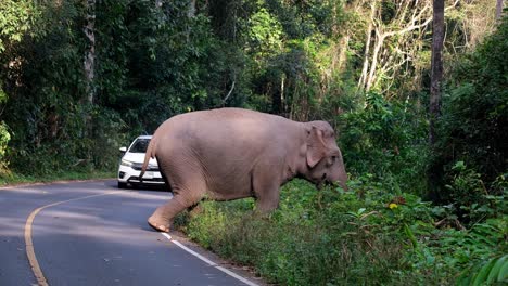 Elefante-Indio-Elephas-Maximus-Indicus,-Elefante-Indio-Elephas-Maximus-Indicus,-Tailandia