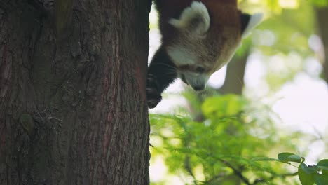 Panda-Rojo-Bajando-Por-El-Tronco-De-Un-árbol-Conífero-Usando-Sus-Patas,-Blijdorp