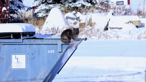 Kalte-Katze-In-Einem-Müllcontainer-In-Montana-Mitten-Im-Winter-4k