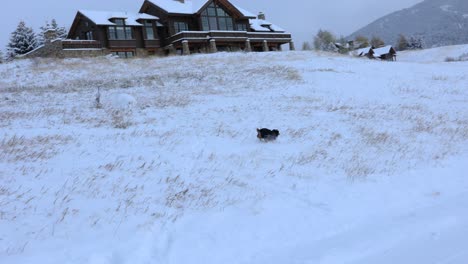 Dog-Running-up-a-Steep-Hill-in-Snowy-Field-4K-Slow-Motion