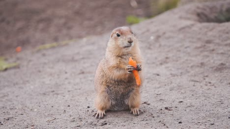 Perrito-De-La-Pradera-De-Cola-Negra-Sentado-En-El-Suelo-Y-Comiendo-Zanahoria