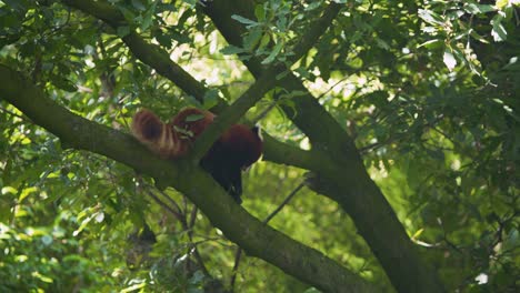 Roter-Panda,-Der-In-Ästen-Nach-Einem-Sicheren-Weg-Sucht-Und-Dann-Weitergeht