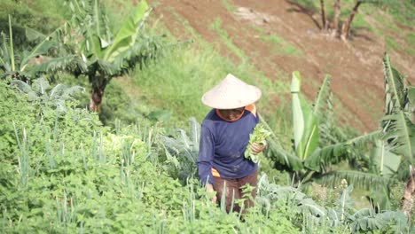 Cámara-Lenta---Cerca-De-La-Anciana-Con-Sombrero-Tradicional-De-Madera-Cosechando-Verduras-En-La-Plantación-Durante-La-Mañana