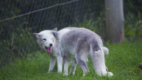 Zwei-Polarfüchse-Im-Zoo-Zeigen-Spielerisch-Miteinander-Kämpfen