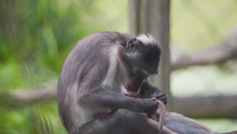 Mono-Mangabey-Tiznado-Madre-Arreglando-La-Cola-De-Su-Bebé-Recién-Nacido-En-El-Zoológico