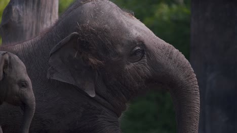 Asian-elephant-laying-down-to-rest,-her-baby-calf-climbing-on-her-head