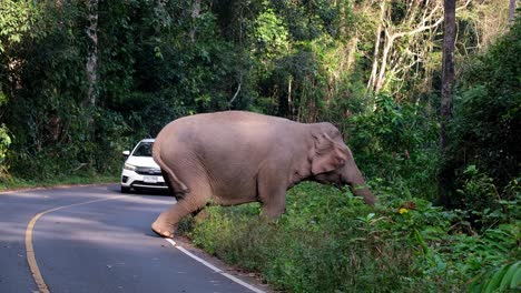 Steeping-off-the-pavement-to-reach-out-for-more-plants-to-eat-while-a-white-car-is-seen-waiting-for-it-to-go-back-in-the-forest,-Indian-Elephant-Elephas-maximus-indicus,-Thailand