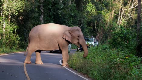 Retrocediendo-Mientras-Se-Alimenta-De-Hierba-En-El-Pavimento-Mientras-Dos-Vehículos-Blancos-Se-Detienen-A-Esperar,-Elefante-Indio-Elephas-Maximus-Indicus,-Tailandia