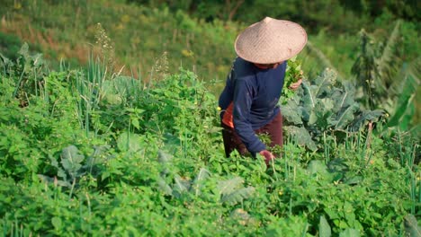 Cerca-De-Anciana-Con-Sombrero-Cónico-Asien-Cosechando-Verduras-En-La-Plantación-A-La-Luz-Del-Sol---Cámara-Lenta