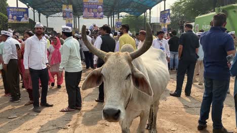 Una-Vaca-Se-Encuentra-Cerca-De-Los-Partidarios-Del-Partido-Aam-Aadmi-Durante-Un-Evento-Político