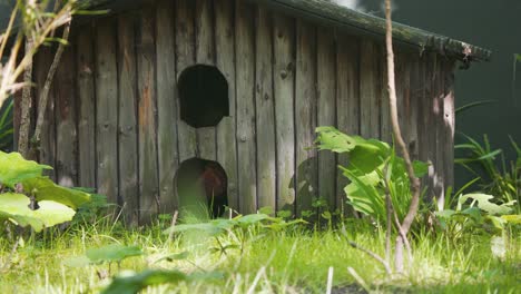 Tail-od-Red-panda-disappearing-in-entrance-to-wooden-zoo-shelter