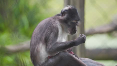 Hollín-Mangabey-Mono-Madre-Acunando-A-Su-Bebé-Recién-Nacido-Dormido