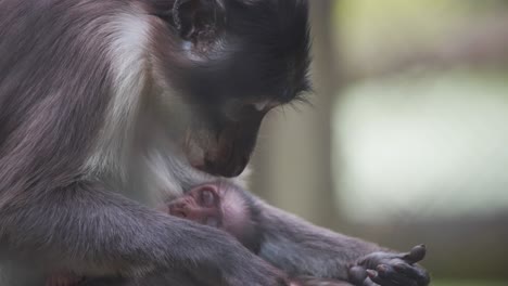 Rußmangabe,-Die-Ihr-Neugeborenes-Baby-Stillt,-Während-Sie-Sein-Fell-Pflegt