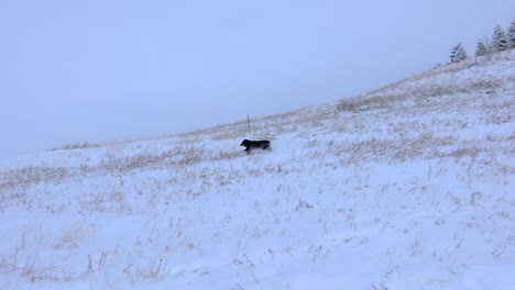 Pastor-Australiano-Corriendo-Por-Una-Colina-Nevada-En-Bozeman-Montana-4k-Cámara-Lenta