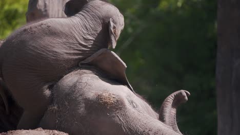 Sleeping-asian-elephant-mother-tugging-trunk-of-her-annoying-baby