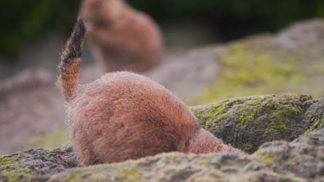 Präriehund-Kriecht-In-Höhle-Im-Felsen,-Andere-Präriehunde-Dahinter