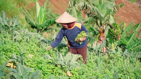 Cámara-Lenta---Cerca-De-La-Anciana-Con-Sombrero-Cónico-Asien-Cosechando-Verduras-En-La-Plantación-Durante-La-Mañana