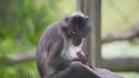 Hollín-Mangabey-Mono-Madre-Acunando-Bebé-Dormido,-Lamiendo-Sus-Patas