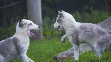 Dos-Zorros-árticos-Peleando-Juguetonamente-En-La-Hierba-Verde-En-La-Exhibición-Del-Zoológico