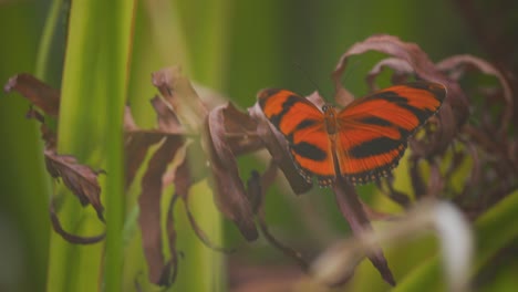 Mariposa-Tigre-Naranja-Sentada-En-Flor-Seca-Y-Luego-Volando-Lejos