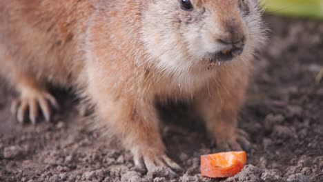 Black-tailed-Prairie-Dog-biting-into-carrot-slice-on-dirt-ground