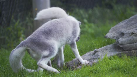 Two-arctic-foxes-playfully-fighting-in-green-grass-in-zoo-exhibit