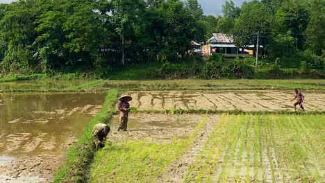 Driving-Past-Idyllic-Rural-Rice-Paddy-Scene-With-Farmers-Planting-Seeds-In-Bangladesh