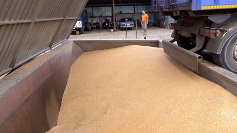 Los-Agricultores-De-Trigo-Almacenan-Grandes-Cantidades-De-Grano-En-Un-Almacén-Durante-La-Temporada-De-Verano-De-Cosecha-En-Cobertizo-En-Ucrania