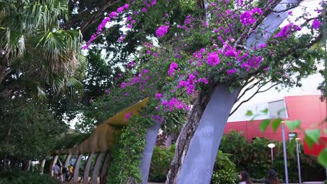 Handbewegung,-Die-Nach-Oben-Schwenkt,-Um-Die-Wunderschöne-Grand-Arbor-Fußgängerwegabdeckung-Mit-üppigem-Grünen-Laub-Und-Leuchtend-Rosa-Blühenden-Bouganvilleas-In-Der-Frühlingssaison-An-Einem-Idyllischen-Tag-Einzufangen