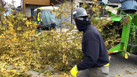 Baumpfleger-Laden-Geschnittene-Äste-Und-Äste-In-Holzhäcksler