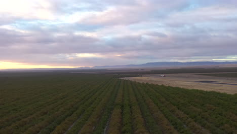 Obstplantagen-Und-Ackerland-Im-Central-Valley,-Kalifornien