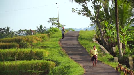 Cámara-Lenta:-Los-Agricultores-Caminan-Por-La-Carretera-En-Medio-Del-Campo-De-Arroz-Con-Una-Bandada-De-Patos