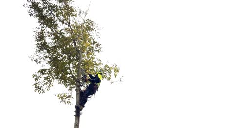 Baumpfleger-Auf-Einem-Baum,-Der-Äste-Und-Äste-Mit-Einer-Kettensäge-Schneidet