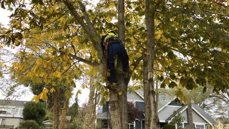 Arborist-Cortando-Ramas-Y-Ramas-De-árboles-Con-Motosierra